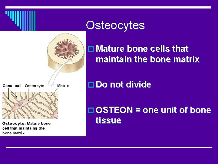 Osteocytes o Mature bone cells that maintain the bone matrix o Do not divide