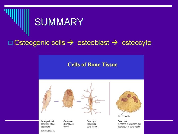 SUMMARY o Osteogenic cells osteoblast osteocyte 