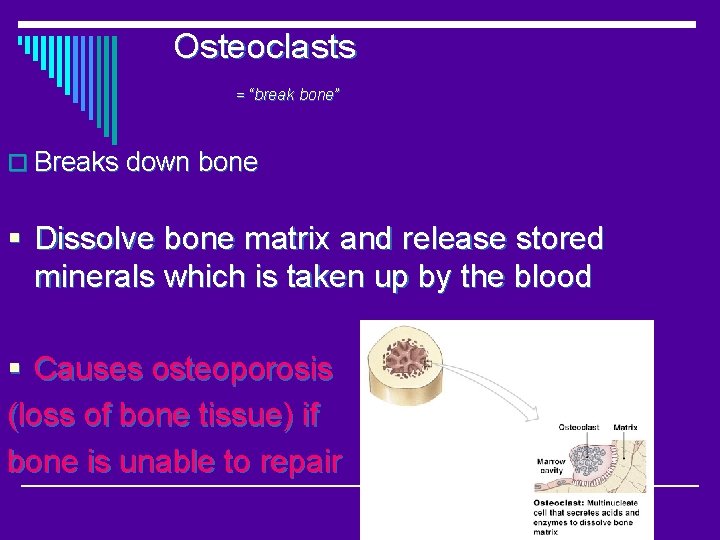 Osteoclasts = “break bone” o Breaks down bone § Dissolve bone matrix and release