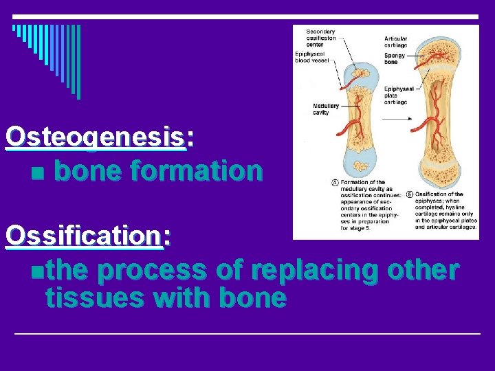 Osteogenesis: n bone formation Ossification: nthe process of replacing other tissues with bone 