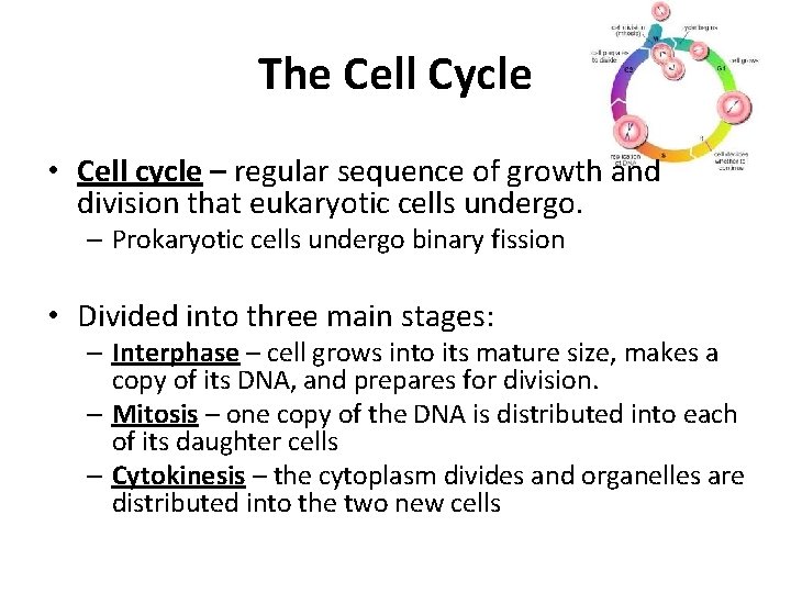 The Cell Cycle • Cell cycle – regular sequence of growth and division that