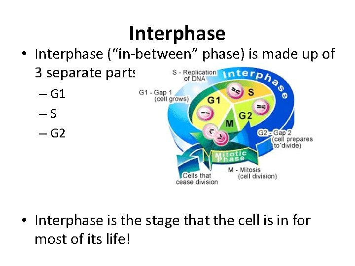 Interphase • Interphase (“in-between” phase) is made up of 3 separate parts. – G