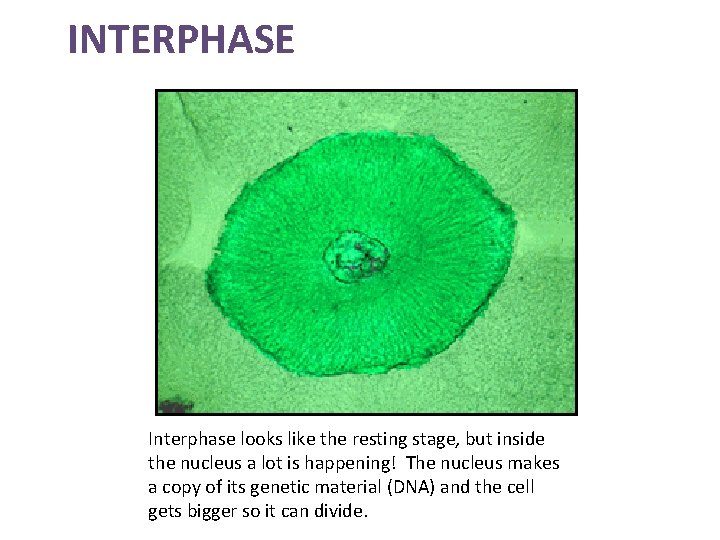 INTERPHASE Interphase looks like the resting stage, but inside the nucleus a lot is