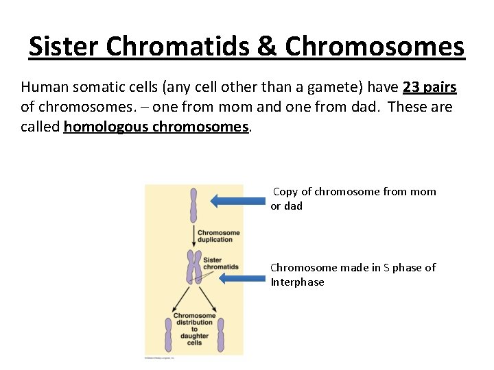 Sister Chromatids & Chromosomes Human somatic cells (any cell other than a gamete) have