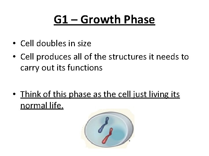 G 1 – Growth Phase • Cell doubles in size • Cell produces all