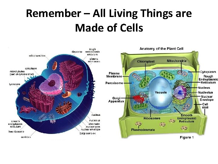 Remember – All Living Things are Made of Cells 