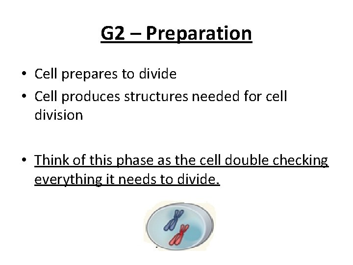 G 2 – Preparation • Cell prepares to divide • Cell produces structures needed