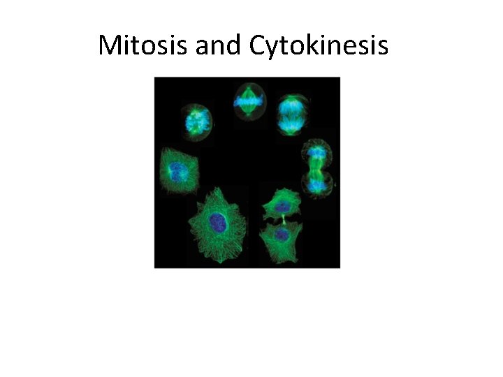 Mitosis and Cytokinesis 