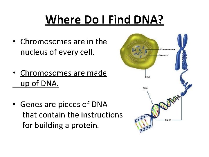 Where Do I Find DNA? • Chromosomes are in the nucleus of every cell.