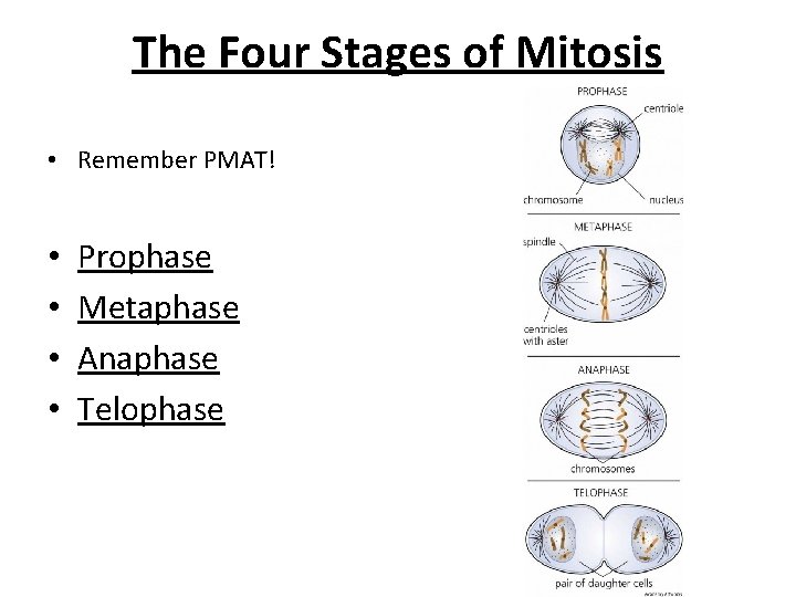 The Four Stages of Mitosis • Remember PMAT! • • Prophase Metaphase Anaphase Telophase