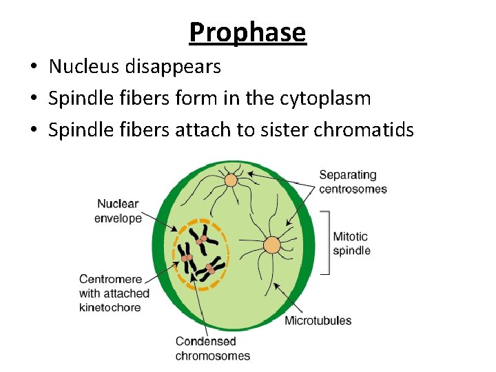 Prophase • Nucleus disappears • Spindle fibers form in the cytoplasm • Spindle fibers