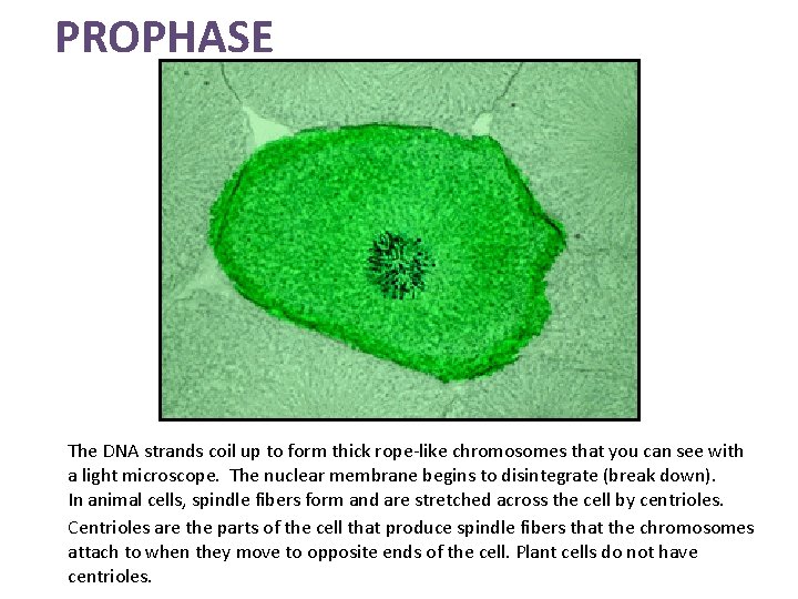 PROPHASE The DNA strands coil up to form thick rope-like chromosomes that you can
