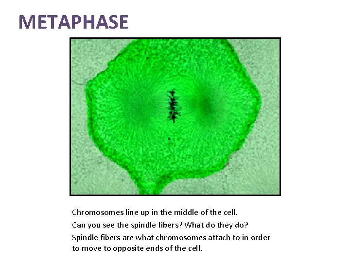 METAPHASE Chromosomes line up in the middle of the cell. Can you see the