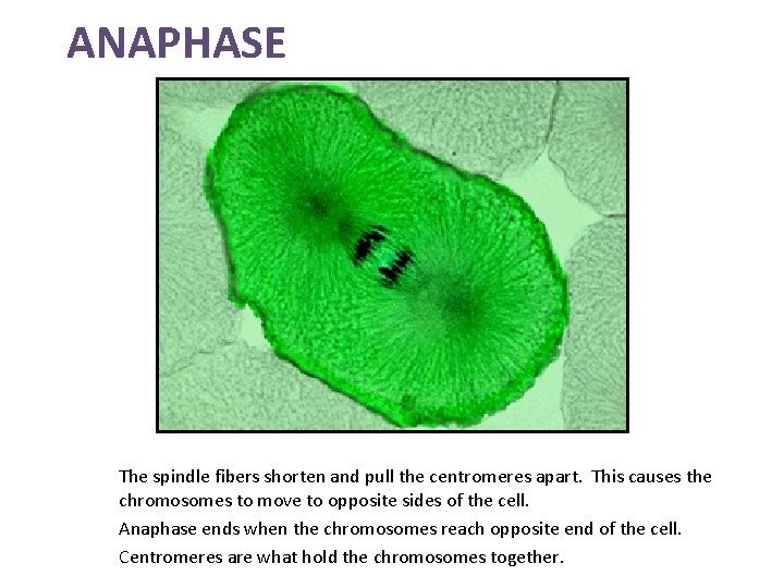 ANAPHASE The spindle fibers shorten and pull the centromeres apart. This causes the chromosomes