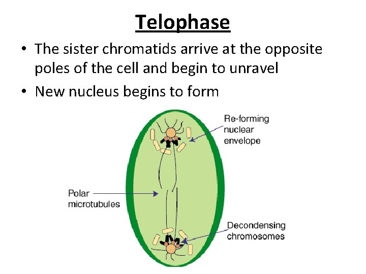 Telophase • The sister chromatids arrive at the opposite poles of the cell and