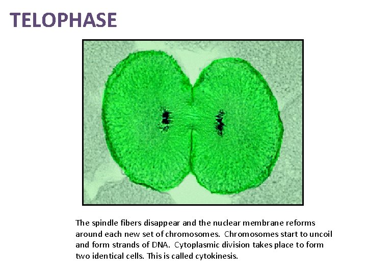 TELOPHASE The spindle fibers disappear and the nuclear membrane reforms around each new set