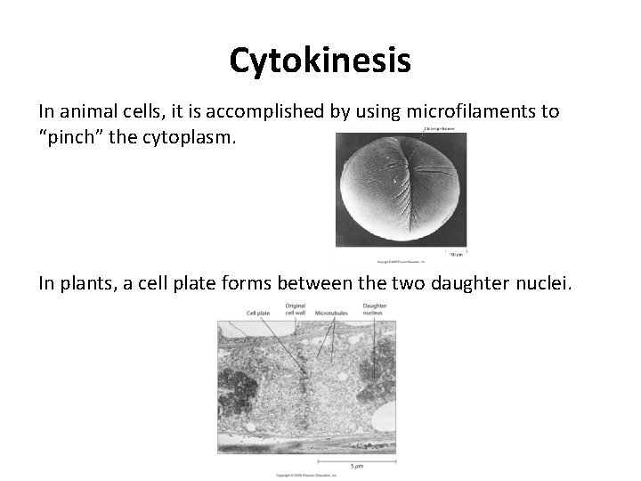 Cytokinesis In animal cells, it is accomplished by using microfilaments to “pinch” the cytoplasm.