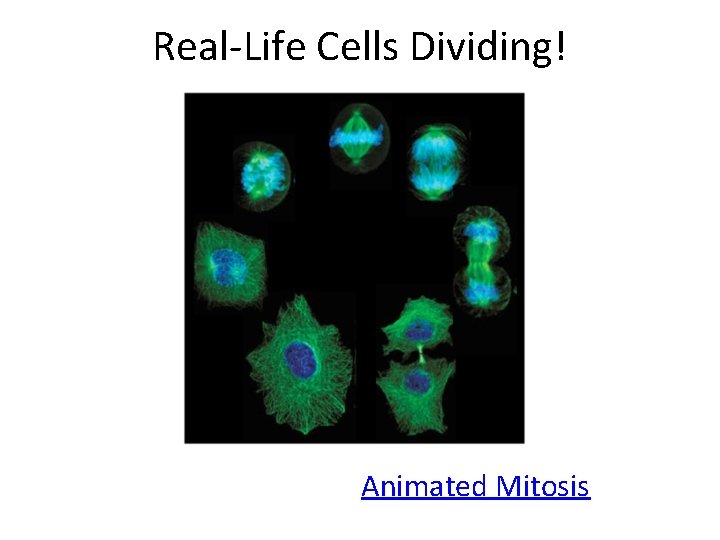 Real-Life Cells Dividing! Animated Mitosis 