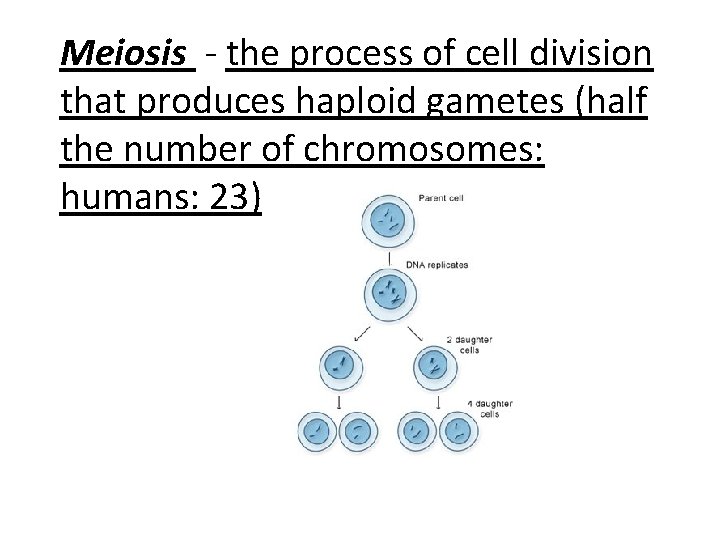 Meiosis - the process of cell division that produces haploid gametes (half the number