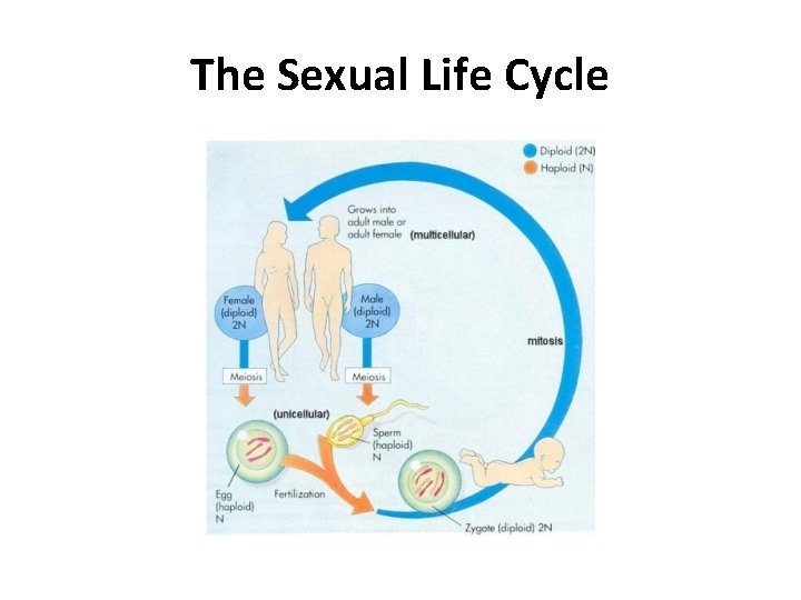 The Sexual Life Cycle 