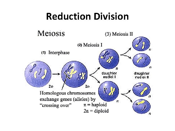 Reduction Division 