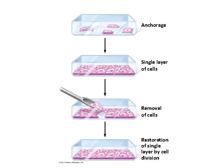 Anchorage Single layer of cells Removal of cells Restoration of single layer by cell