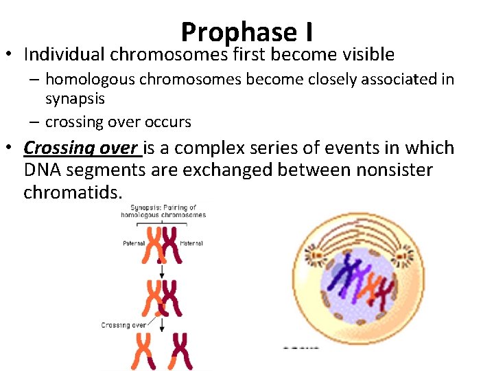 Prophase I • Individual chromosomes first become visible – homologous chromosomes become closely associated