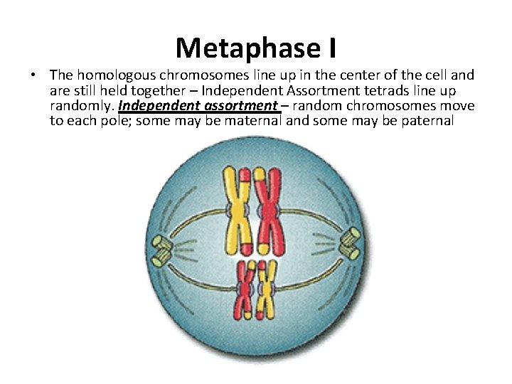 Metaphase I • The homologous chromosomes line up in the center of the cell