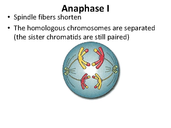 Anaphase I • Spindle fibers shorten • The homologous chromosomes are separated (the sister