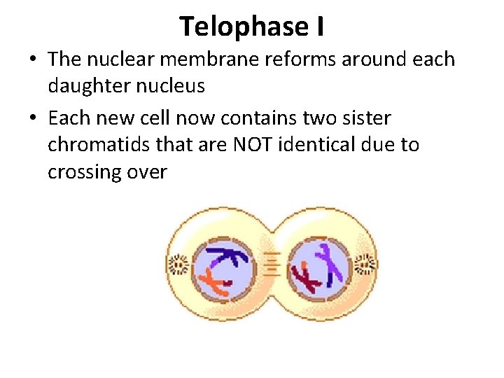 Telophase I • The nuclear membrane reforms around each daughter nucleus • Each new