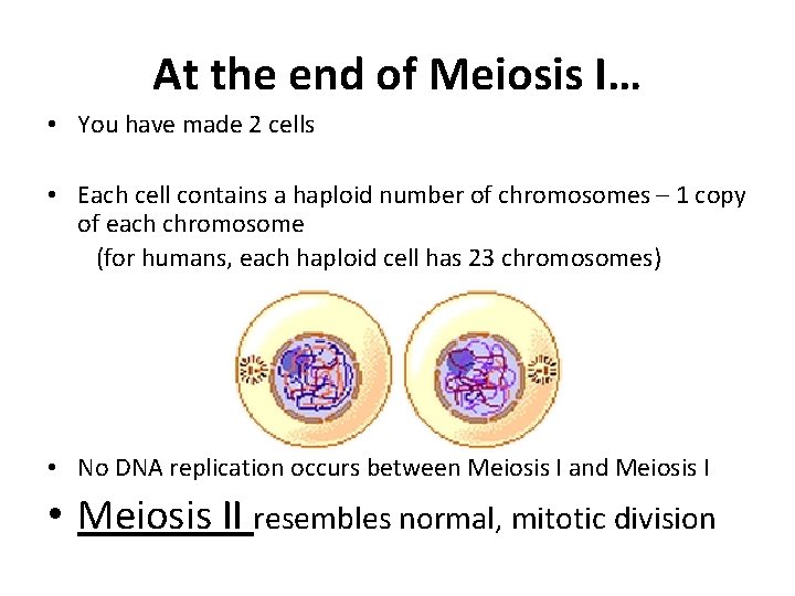 At the end of Meiosis I… • You have made 2 cells • Each