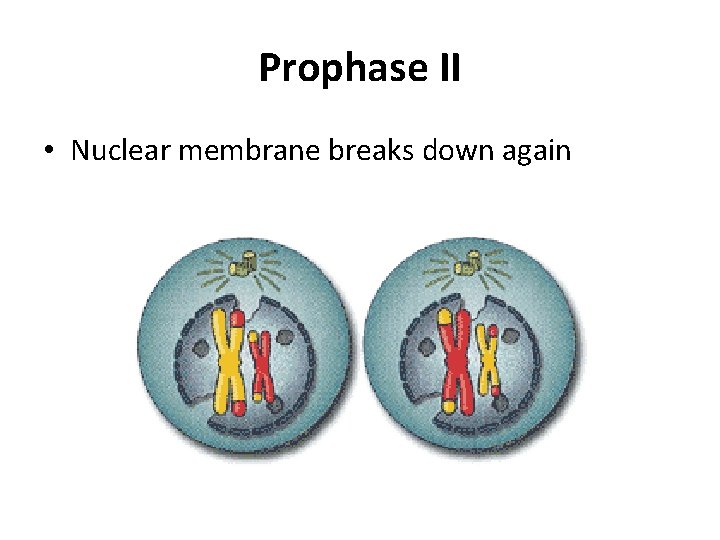 Prophase II • Nuclear membrane breaks down again 