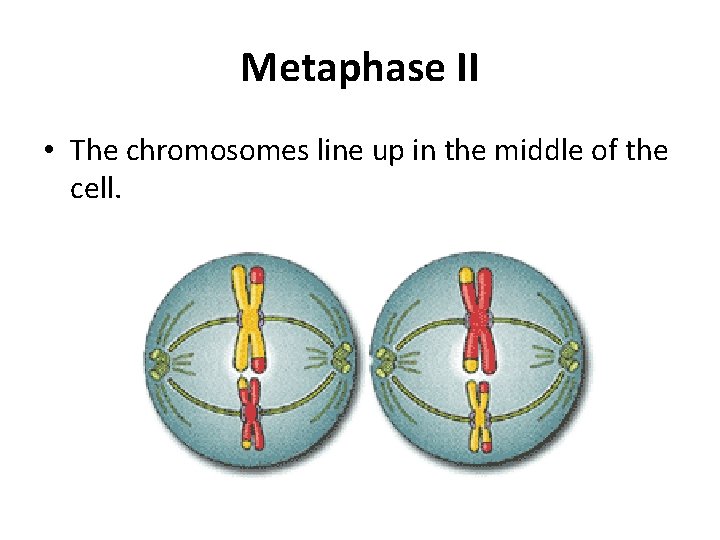 Metaphase II • The chromosomes line up in the middle of the cell. 