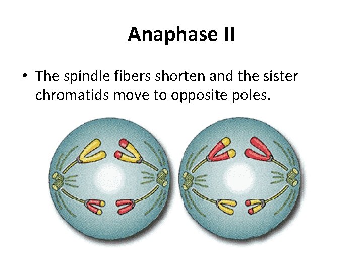 Anaphase II • The spindle fibers shorten and the sister chromatids move to opposite