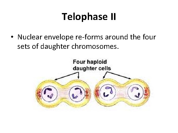 Telophase II • Nuclear envelope re-forms around the four sets of daughter chromosomes. 