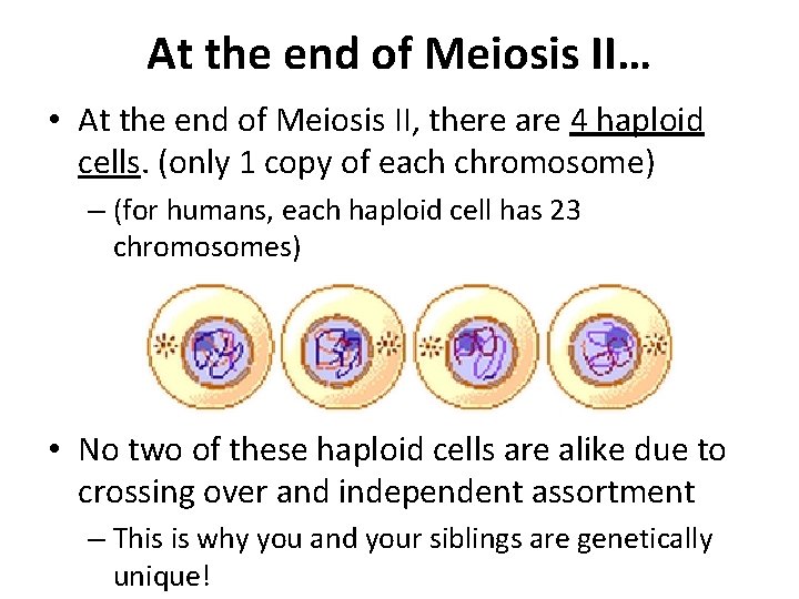 At the end of Meiosis II… • At the end of Meiosis II, there