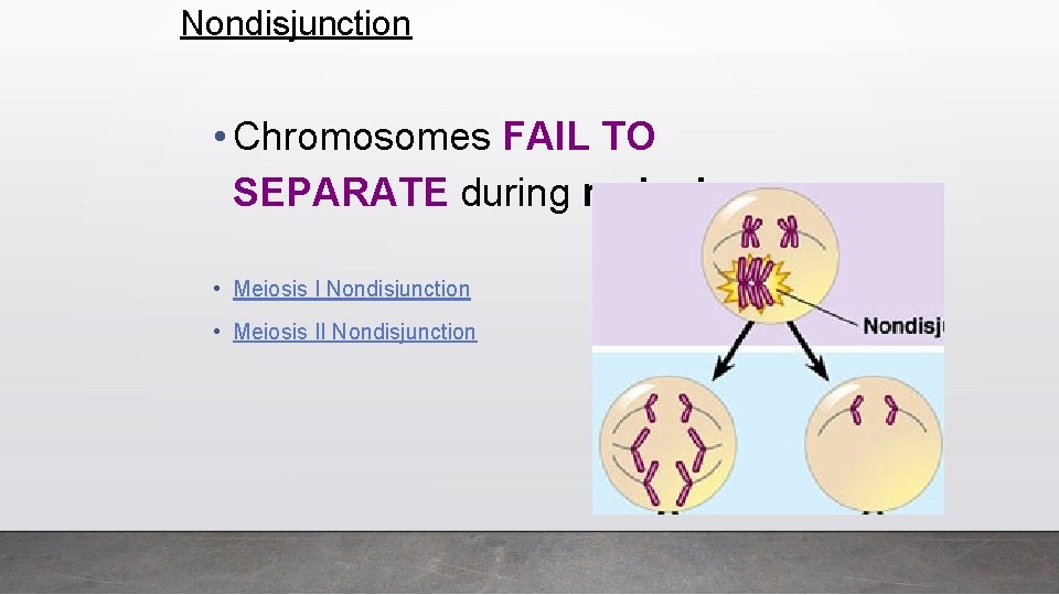 Nondisjunction • Chromosomes FAIL TO SEPARATE during meiosis • Meiosis I Nondisjunction • Meiosis