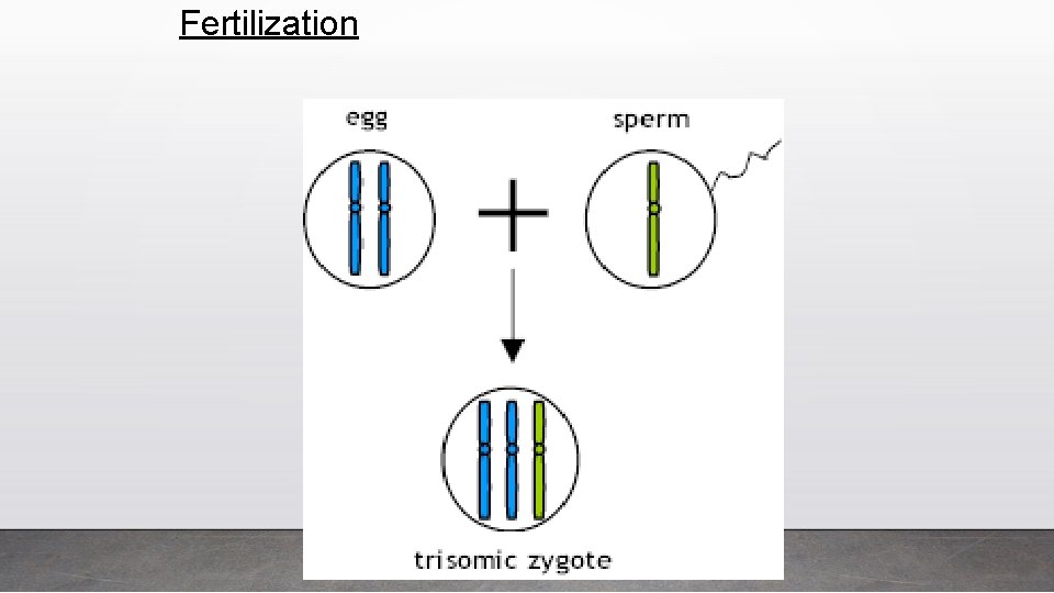 Fertilization 