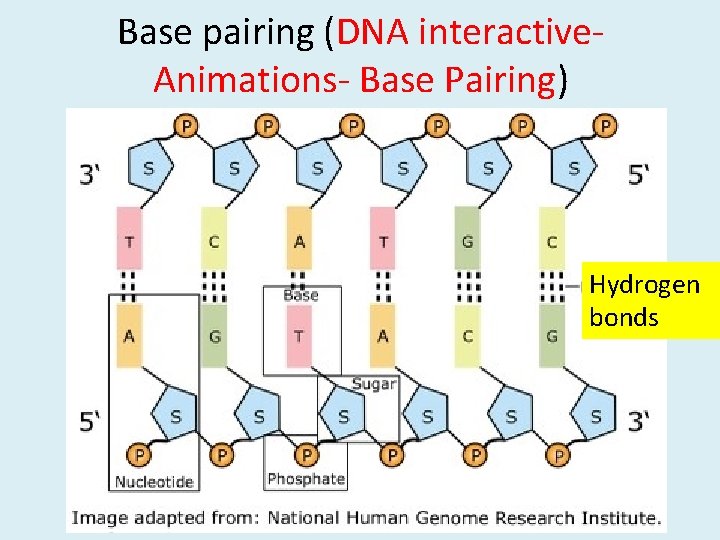 Base pairing (DNA interactive. Animations- Base Pairing) Hydrogen bonds 