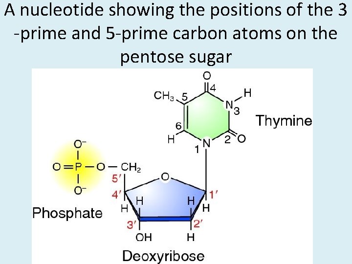 A nucleotide showing the positions of the 3 -prime and 5 -prime carbon atoms