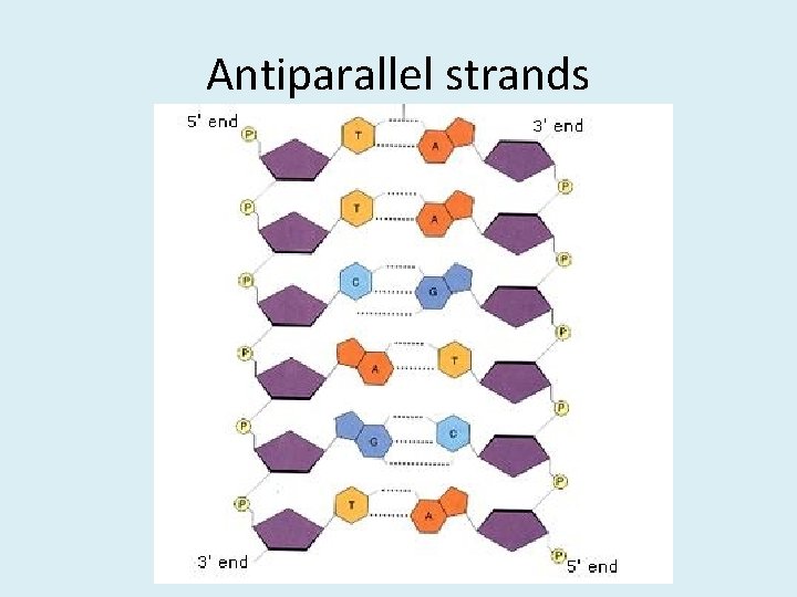 Antiparallel strands 