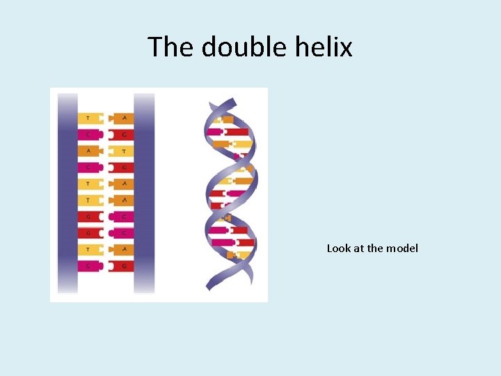 The double helix Look at the model 