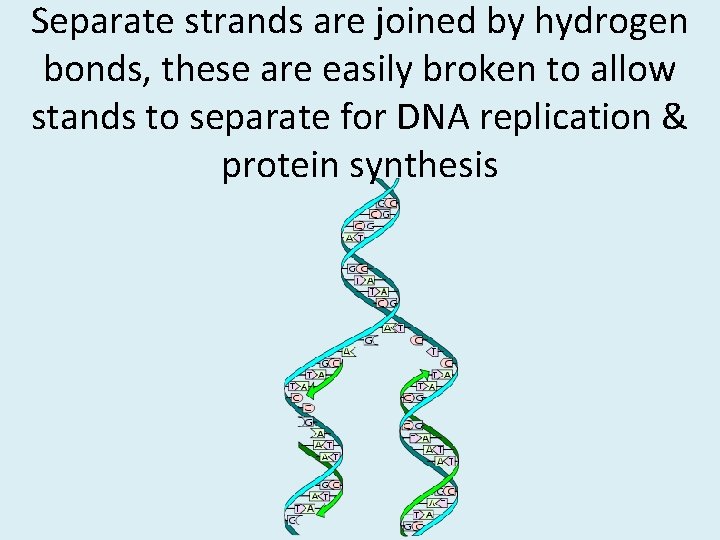 Separate strands are joined by hydrogen bonds, these are easily broken to allow stands