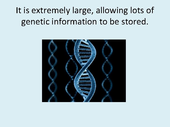 It is extremely large, allowing lots of genetic information to be stored. 