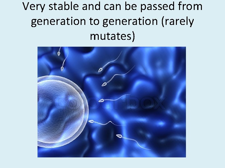Very stable and can be passed from generation to generation (rarely mutates) 