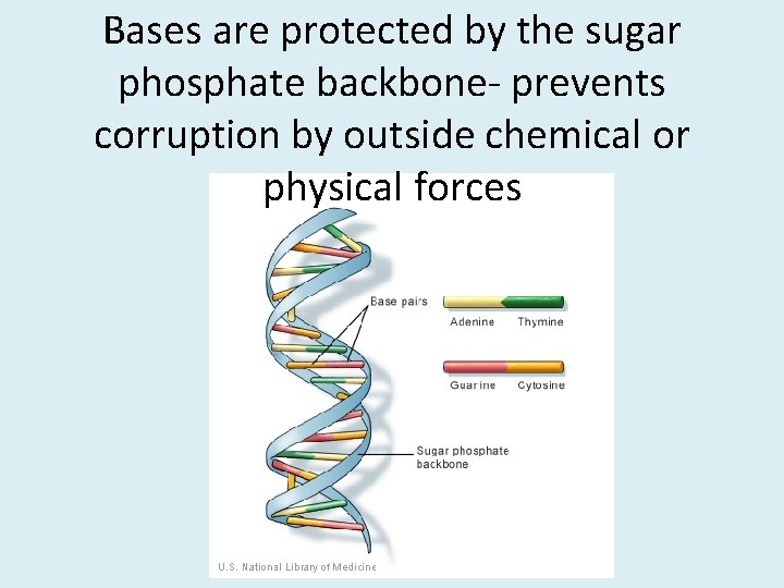 Bases are protected by the sugar phosphate backbone- prevents corruption by outside chemical or