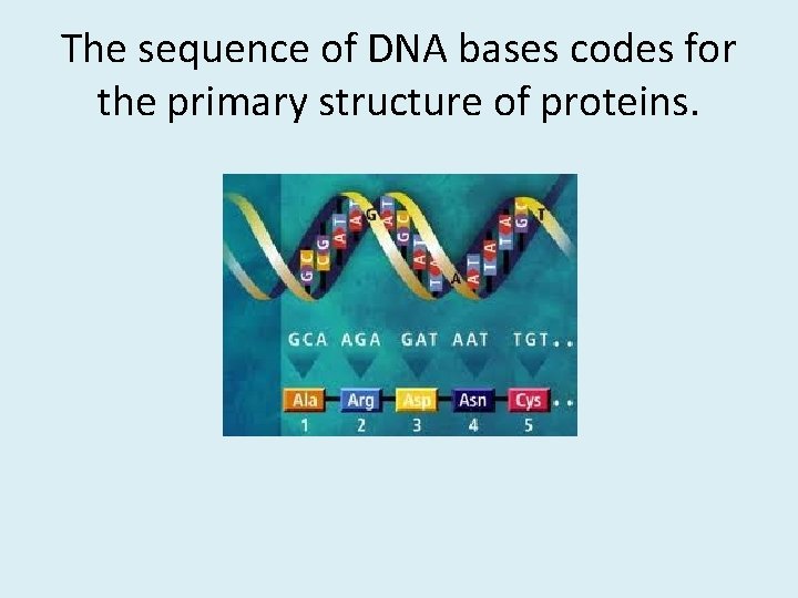 The sequence of DNA bases codes for the primary structure of proteins. 