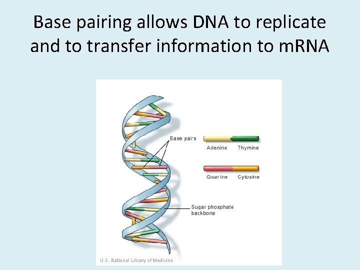 Base pairing allows DNA to replicate and to transfer information to m. RNA 