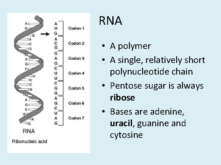 RNA • A polymer • A single, relatively short polynucleotide chain • Pentose sugar