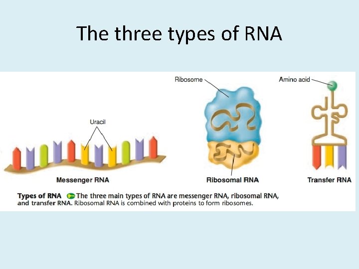 The three types of RNA 